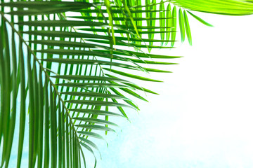 Beautiful palm leaves on light background, closeup and space for text. Exotic plant