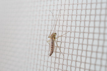 網戸にとまるユスリカ