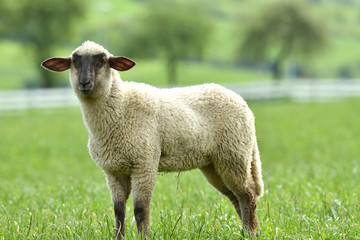 Naklejka na ściany i meble portrait of domestic sheep grazing on green grass