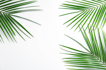 Beautiful palm leaves on white background, top view and space for text. Exotic plant