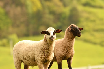Fototapeta premium domestic sheep walks on a meadow and eats grass