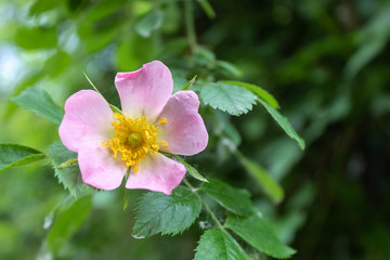 Sweetbrier Flower Spring Blossom Closeup