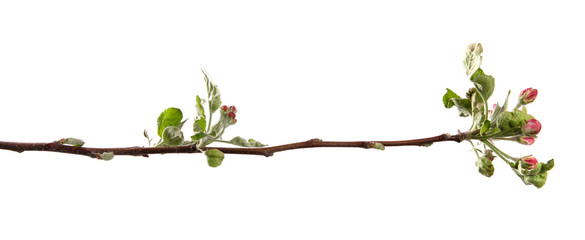 apple tree branch blooming with green foliage on an isolated white background