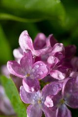 Blooming purple lilac flowers background