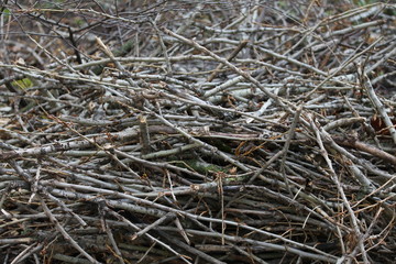 Close up heap of dry wooden branches on the spring time.