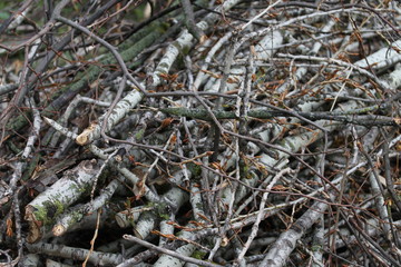 Close up heap of dry wooden branches on the spring time.