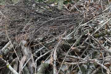 Close up heap of dry wooden branches on the spring time.