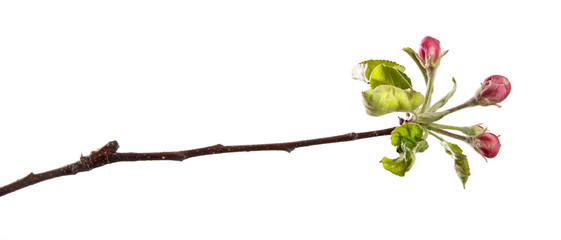 apple tree branch blooming with green foliage on an isolated white background