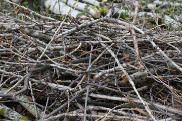 Close up heap of dry wooden branches on the spring time.