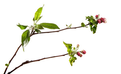 apple tree branch blooming with green foliage on an isolated white background