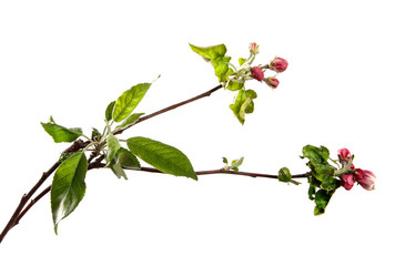 apple tree branch blooming with green foliage on an isolated white background