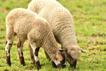 Naklejka na ściany i meble Domestic sheep on pasture on the green grass