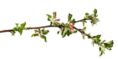 apple tree branch blooming with green foliage on an isolated white background
