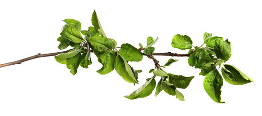 apple tree branch with green foliage on an isolated white background