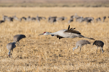 Obraz na płótnie Canvas Migrating Greater Sandhill Cranes in Monte Vista, Colorado