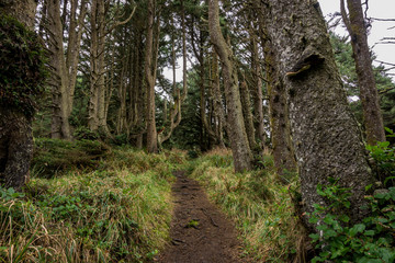 Trail Cuts Through Grassy Forest