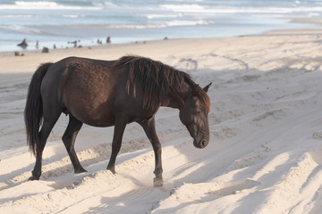 Wild Horses on the Northern End of the Outer Banks on the Beach at Corolla North Carolina