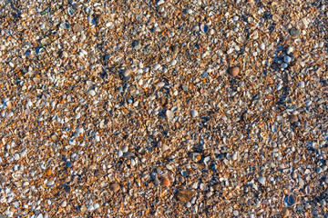Natural background from different seashells