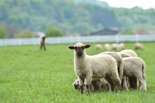 domestic sheep walks on a meadow and eats grass