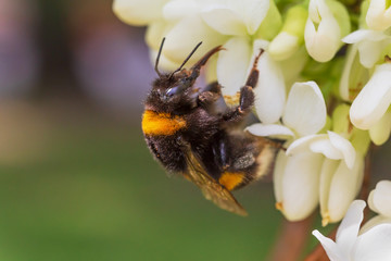 close up of bumblebee gathering pollen on white acacia tree blossoming