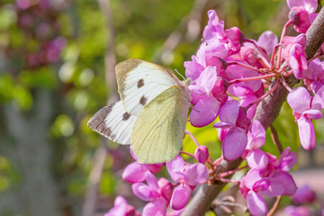 white cabbage butterfly sitting on pink acacia blossoming at spring