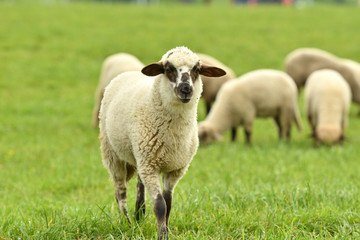 Naklejka premium domestic sheep walks on a meadow and eats grass