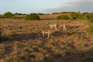 Fototapeta na wymiar African zebras grazing in African savannah at sunrise