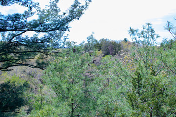 A walk in nature