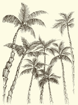 Palm trees background, hand drawn coconut vector © Danussa