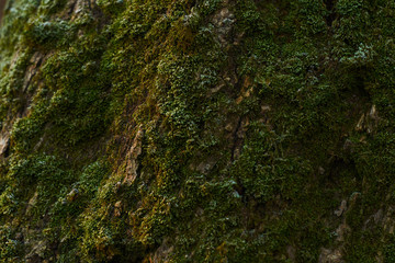 texture of mossy tree at sunrise