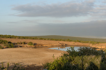 Obraz premium Group of female kudu antelopes at waterhole in African savannah