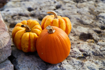 Pumpkins Three Tiny Orange Fall on Rock
