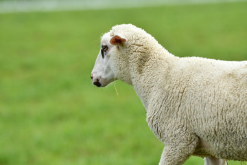 domestic sheep walks on a meadow and eats grass