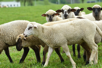 domestic sheep walks on a meadow and eats grass