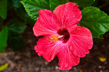 Hibiscus Flower Bahamas Atlantis Paradise Island