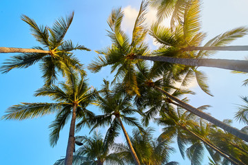 Palm Trees Green Caribbean Tropical