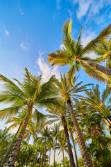 Fototapeta na wymiar Palm Trees Tropical Beach Bahamas