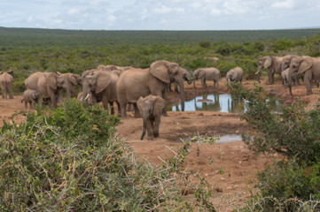 Wild acacia tree with thorns and herd of African elephants at dam on background