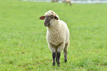 close-up of a sheep's head  on the farm meadow