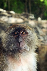 Obraz premium Monkeybeach Thailand 