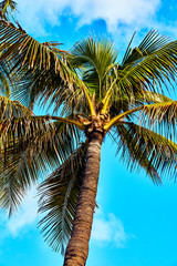Palm Trees Tropical Beach Bahamas