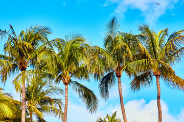 Palm Trees Tropical Beach Bahamas
