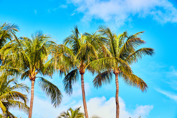 Palm Trees Tropical Beach Bahamas