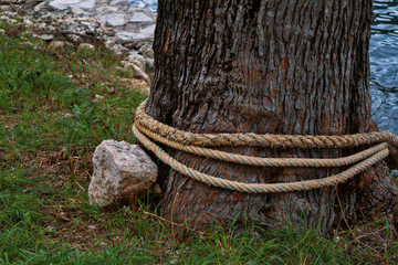 Obraz premium A tree trunk entwined with a rope and a stone lying nearby. Close-up.