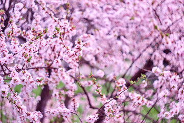 Blossom pink tree over nature background. Close-up.