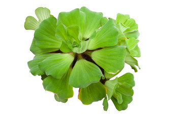 Pistia stratiotes Linn is plant in water isolated on white background included clipping path.
