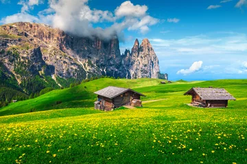 Tuinposter Dolomieten Alpe di Siusi resort and spring yellow dandelions, Dolomites, Italy