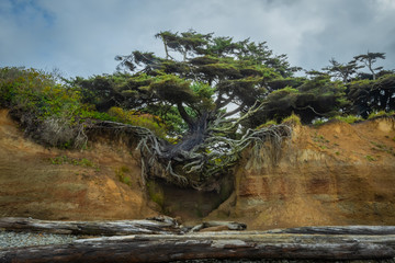Tree Clinging to Sandy Cliff with Bare Roots