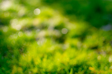 Fototapeta na wymiar Blured park with bokeh light background, nature, garden, summer season.