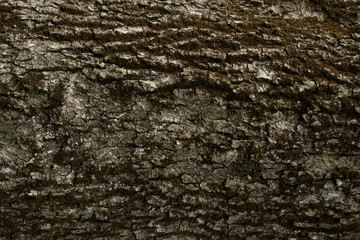 Texture of the tree